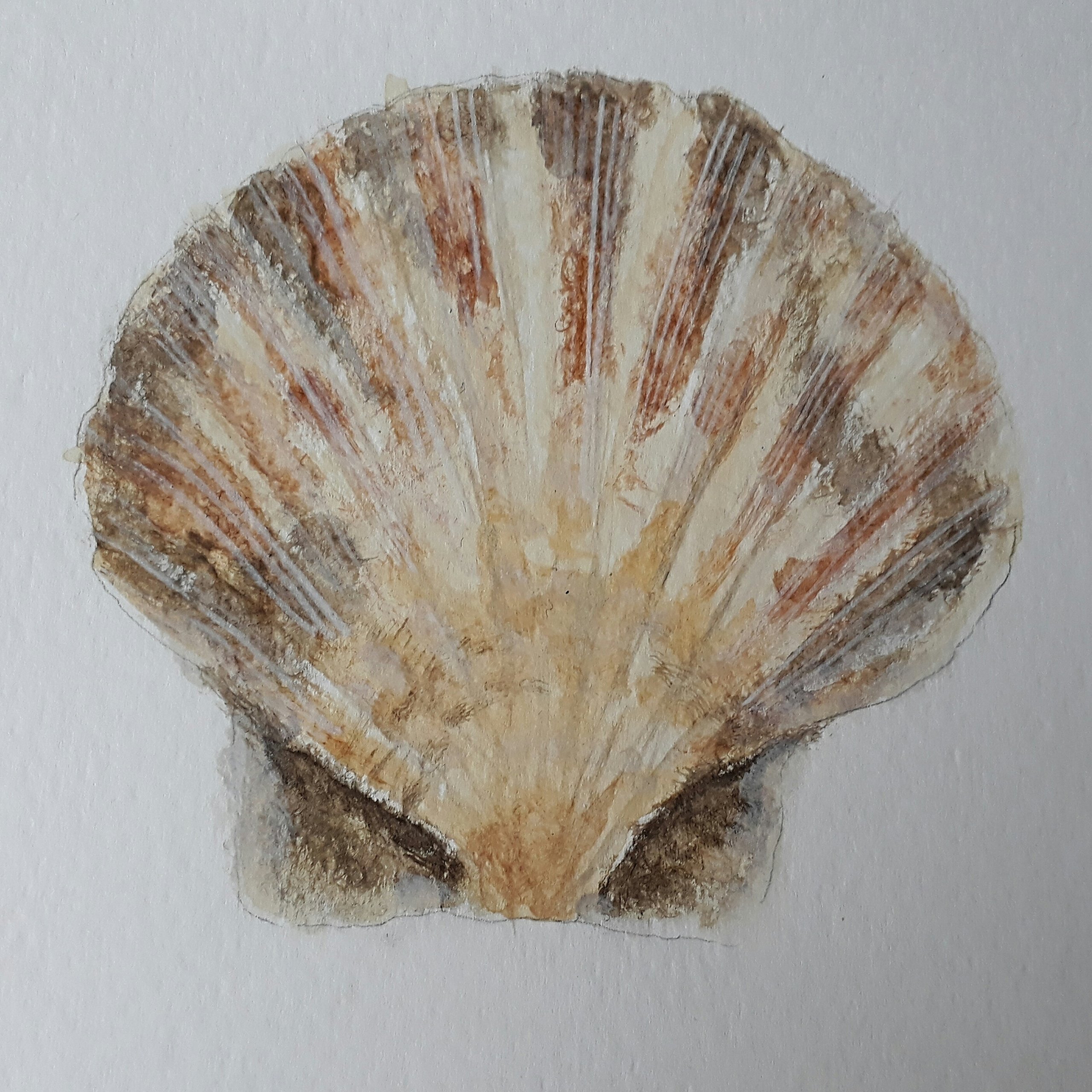 Shell in Watercolour Tutorial